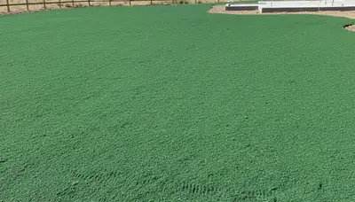 Fresh hydroseeded lawn in Reno, NV showing uniform green slurry coverage by Chop Chop Landscaping