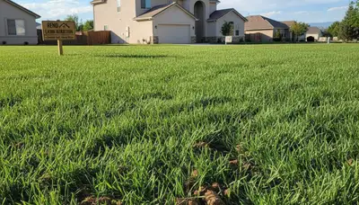 Healthy Reno NV lawn showing strong recovery after professional aeration by Chop Chop Landscaping